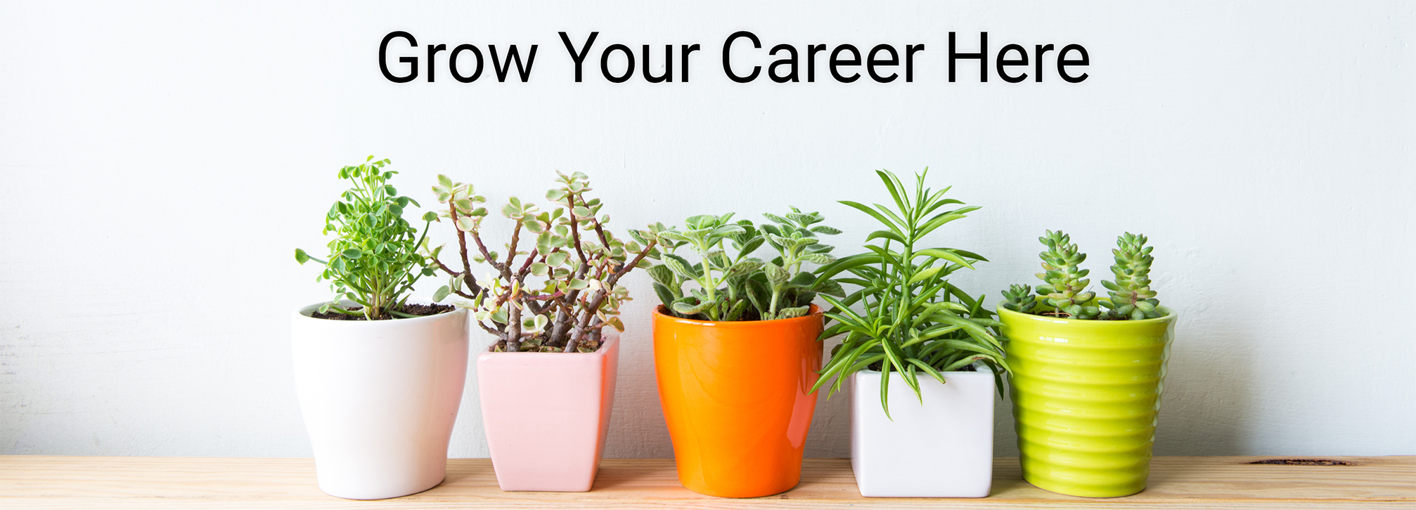 Grow your career here